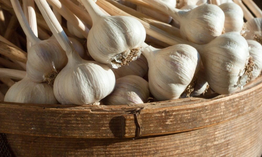 Från jord till bord med ekologisk vitlök Messidrome Från jord till bord med ekologisk vitlök Messidrome